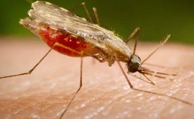 Malaria, situata epidemiologjike në Kosovë nën kontroll
