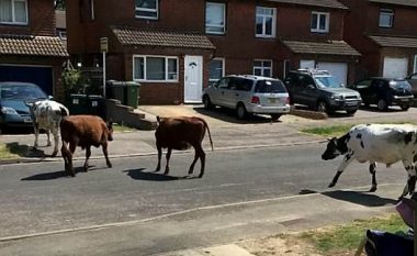 Demat dalin “shëtitje” rrugëve të një fshati në Angli, “provojnë” brirët edhe tek veturat e banorëve (Foto/Video)