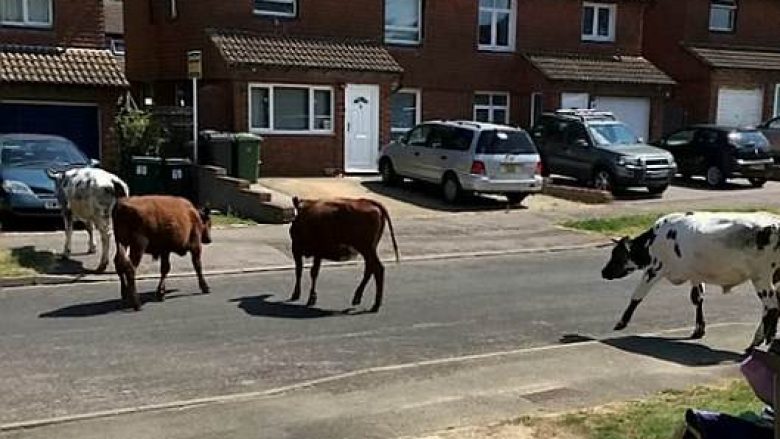 Demat dalin “shëtitje” rrugëve të një fshati në Angli, “provojnë” brirët edhe tek veturat e banorëve (Foto/Video)