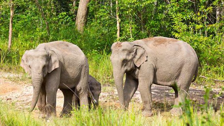 U futën vjedhurazi në një park kombëtar për të vrarë elefantët, vriten tre gjuetarë në Kenia