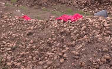 Mos përkrahja e shtetit po i shkatërron bujqit e Vushtrrisë (Video)