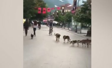 Qentë endacakë sillen vërdallë në Korzen e qytetit të Pejës (Video)