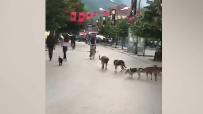 Qentë endacakë sillen vërdallë në Korzen e qytetit të Pejës (Video)