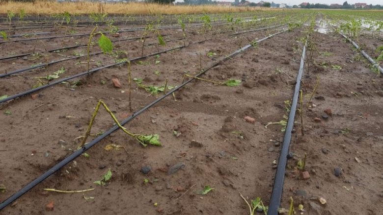 Shiu e breshëri dëmtojnë kulturat bujqësore në Podujevë