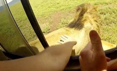 Çfarë nuk duhet bërë kur jeni në ndonjë rezervat kafshësh – të zgjatni dorën nga dritarja e veturës, për të prekur një luan (Video)
