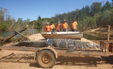Kapet në Australi krokodili 4.7 metra që peshon 600 kilogramë – besohet se është mbi 60 vjet i vjetër (Foto/Video)