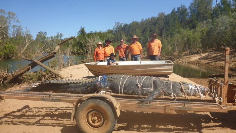 Kapet në Australi krokodili 4.7 metra që peshon 600 kilogramë – besohet se është mbi 60 vjet i vjetër (Foto/Video)