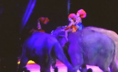 Gjatë një “shfaqe” cirku në Gjermani, elefanti rrëzohet mbi turmën – mrekullisht nuk lëndohet askush (Video)