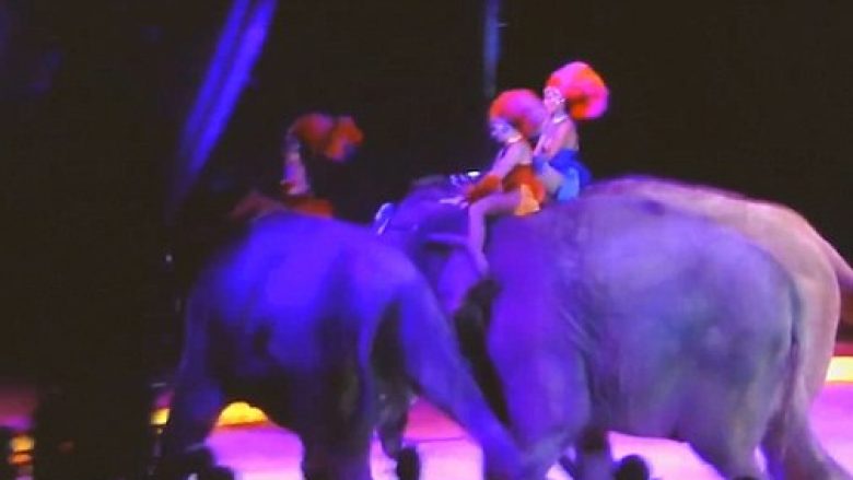Gjatë një “shfaqe” cirku në Gjermani, elefanti rrëzohet mbi turmën – mrekullisht nuk lëndohet askush (Video)