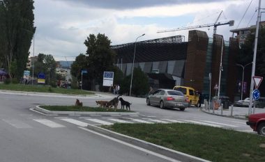 Qentë endacakë, rrezik për qytetarët e Mitrovicës (Video)