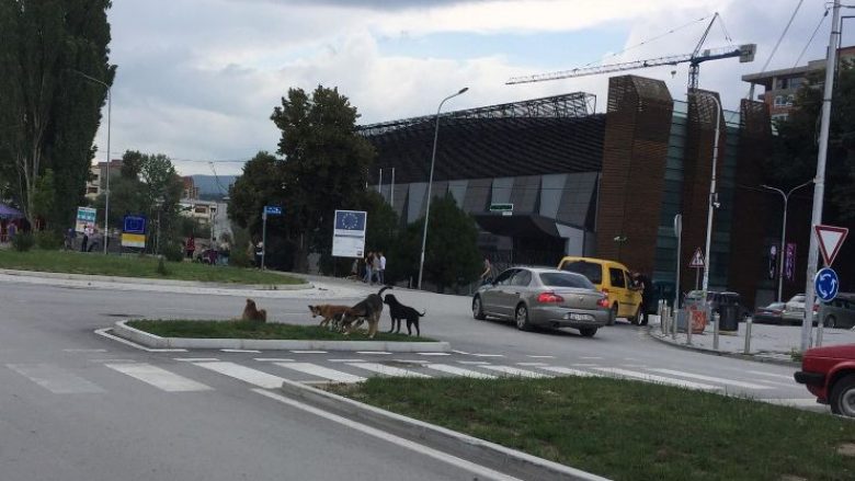 Qentë endacakë, rrezik për qytetarët e Mitrovicës (Video)