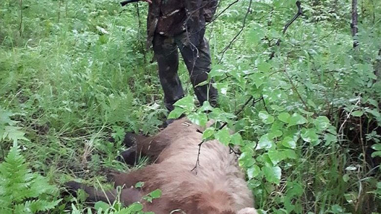 Në një varrezë ruse, arinjtë i nxorën 20 trupa prej varreve dhe i hëngrën (Video)