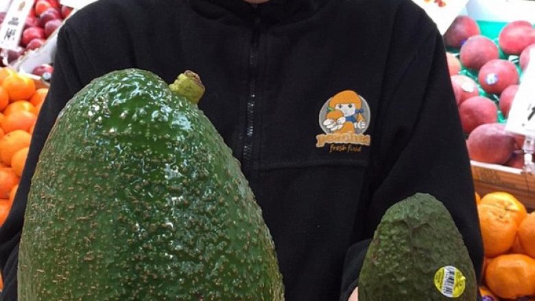 Avokado gjigante me madhësi pesë herë më të madhe se origjinali (Foto)