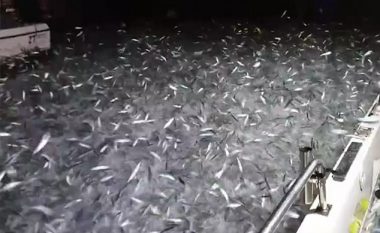 Barkat u mbushën me peshq, dolën mbi sipërfaqe të ‘ndjekur nga peshq më të mëdhenj‘ (Video)