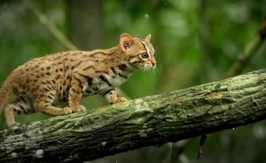 Macja më e vogël e egër e cila mund të mbahet në shuplakë (Video)