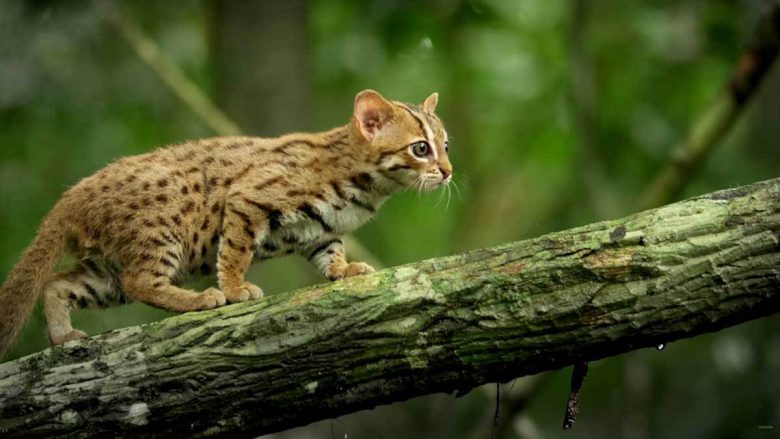 Macja më e vogël e egër e cila mund të mbahet në shuplakë (Video)