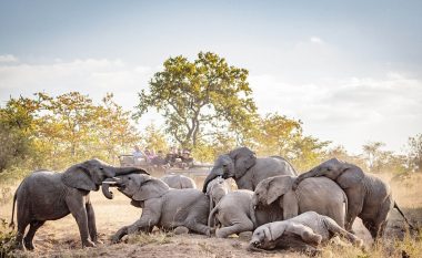 Elefantët e rinj nga familje të ndryshme, u bashkuan në një lojë të rrallë pranë burimit të ujit (Foto)