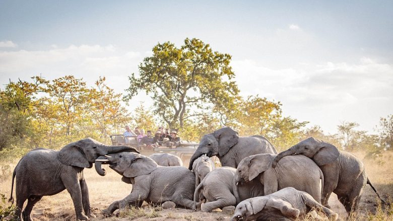 Elefantët e rinj nga familje të ndryshme, u bashkuan në një lojë të rrallë pranë burimit të ujit (Foto)