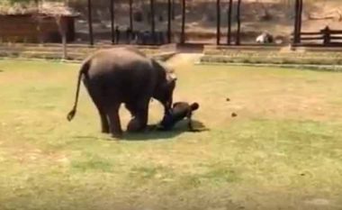 Elefanti i vihet në ndihmë mirëmbajtësit në ‘rrezik’ (Video)