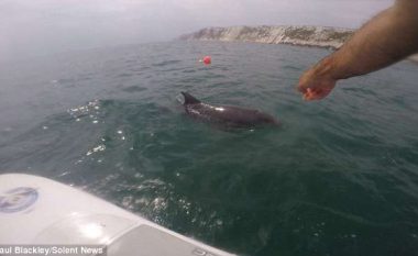 Familjarët me fat lundruan shumë pranë një delfini që u afrua në bregdet (Video)