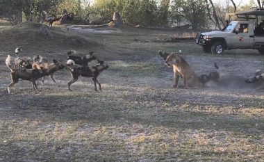 Luanesha u përlesh me turmën e qenve, për ta shpëtuar këlyshin e saj (Video)