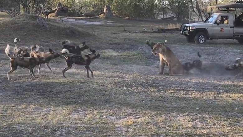 Luanesha u përlesh me turmën e qenve, për ta shpëtuar këlyshin e saj (Video)