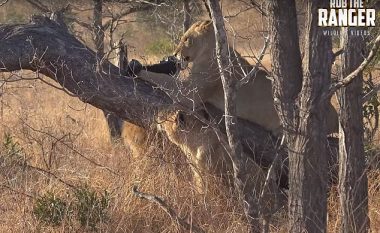 Luanët e vegjël luajnë me qese najloni, rrezikojnë të ngufaten (Video)
