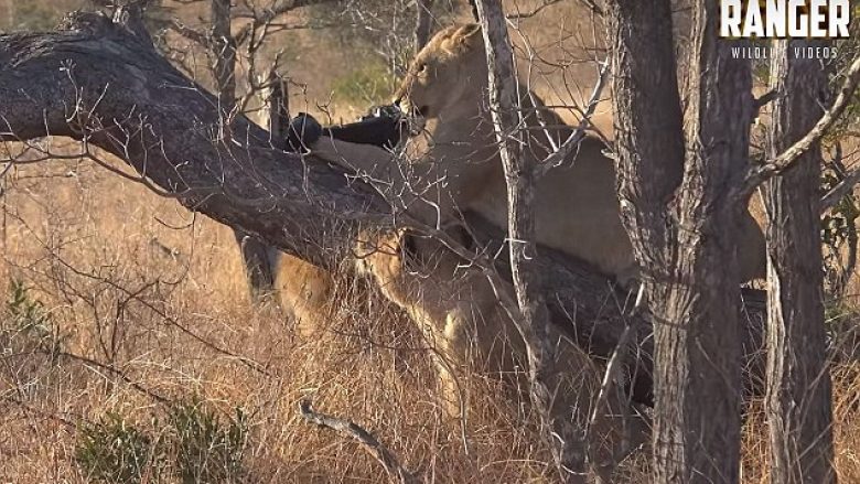 Luanët e vegjël luajnë me qese najloni, rrezikojnë të ngufaten (Video)