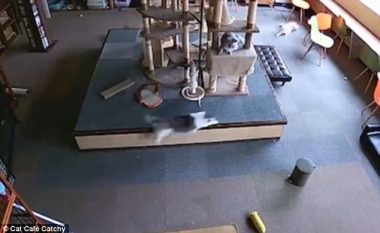 Macet e një qendre në Japoni reaguan njëherësh, pak sekonda para se të nisë tërmeti (Video)