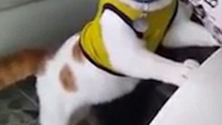 Macja feston golin sikurse pronari (Video)