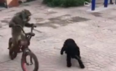 Majmuni që ngiste biçikletën e vjedhur, u ndoq nëpër shesh nga një qen (Video)