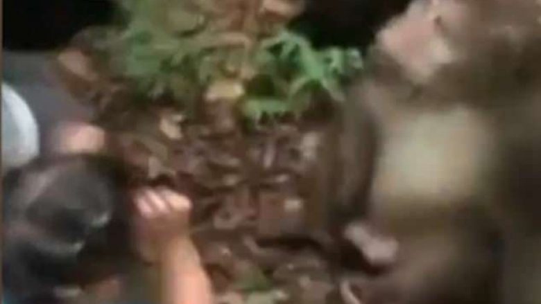 Majmuni i kopshtit zoologjik e goditi papritmas vogëlushen që po e ushqente (Video)