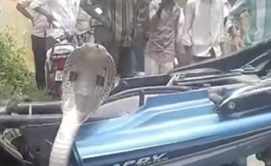 Motoçiklisti ndaloi i tmerruar, kur poshtë ulëses i doli një kobra (Video)