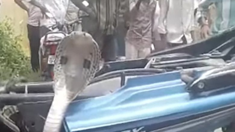 Motoçiklisti ndaloi i tmerruar, kur poshtë ulëses i doli një kobra (Video)