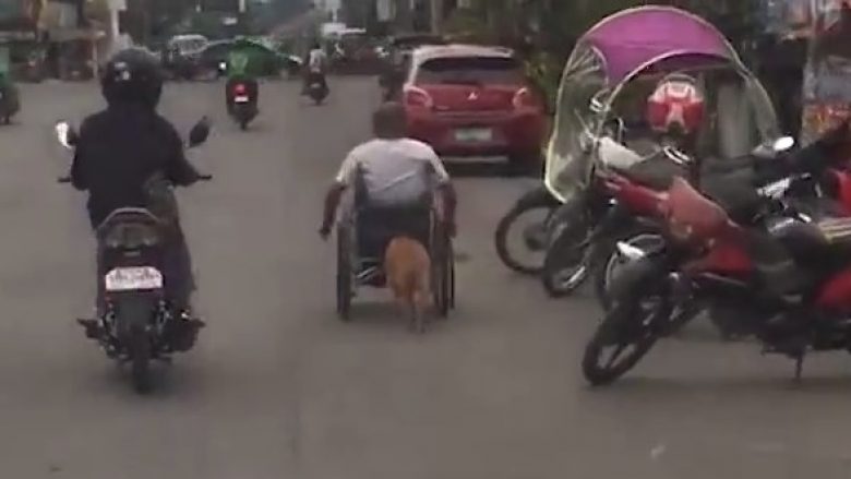 Qeni besnik ndihmon pronarin me aftësi të kufizuara duke e shtyrë karrocën e tij (Video)