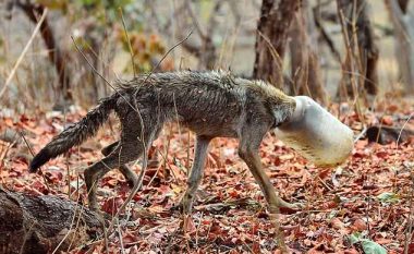Shpëtohet ujku i stërkequr nga uria, që i kishte ngecur koka në bidon (Foto)