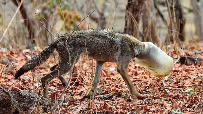 Shpëtohet ujku i stërkequr nga uria, që i kishte ngecur koka në bidon (Foto)