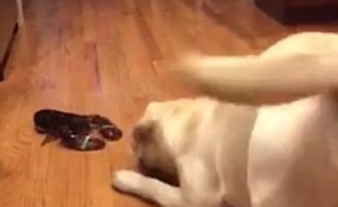 Takimi i parë me një gaforre, nuk ishte aspak i këndshëm për qenin (Video)