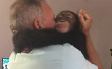 Takon njerëzit që e shpëtuan, majmuni kërcen për t’i përqafuar (Video)