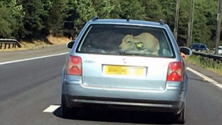 Udhëtoi nëpër autostradë, me një lopë në pjesën e pasme të veturës (Foto)