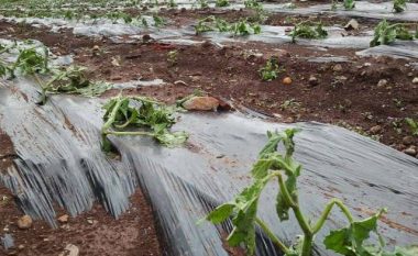 Dëmet nga reshjet e shiut dhe breshëri në Suharekë – flet Bali Muharremaj