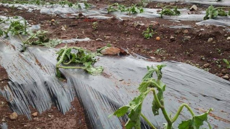 Reshjet shkaktojnë mbi 7 milionë euro dëme në bujqësi