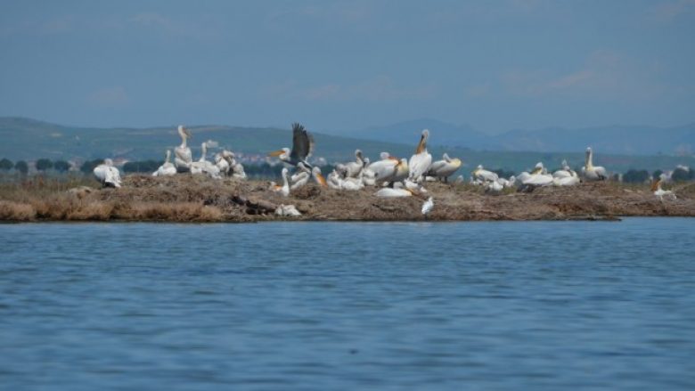 Për gjashtë muaj, Divjaka u vizitua nga 207 mijë turistë