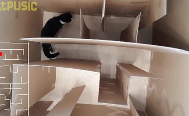 Deshi t’ia dëshmojë botës së macja e tij është inteligjente, ndërtoi labirintin për ta kuptuar se kafsha shtëpiake mund ta gjej daljen (Video)