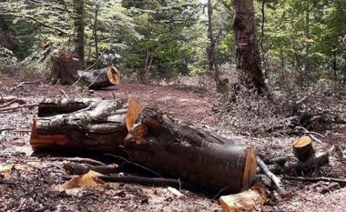 Shëmtohet Mali Sharr, prerje e pakontrolluar e pyjeve (Foto/Video)