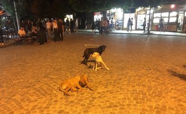 Prizren, qentë endacakë “pushtojnë” Shatërvanin (Foto)