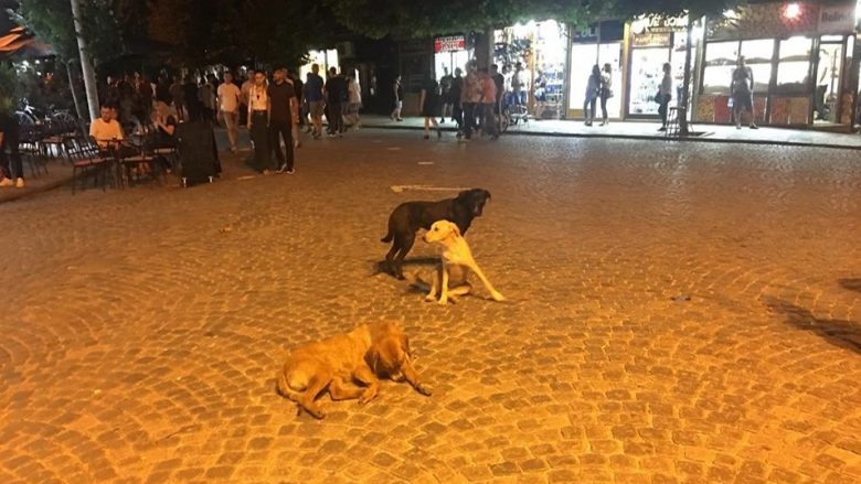 Prizren, qentë endacakë “pushtojnë” Shatërvanin (Foto)