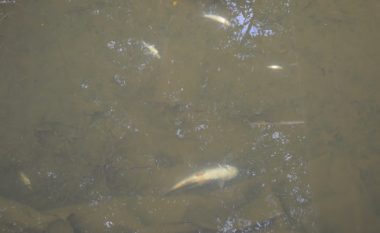 Analizat e MMPH: Peshqit në lumin Mirusha, nuk kanë ngordhur nga uji