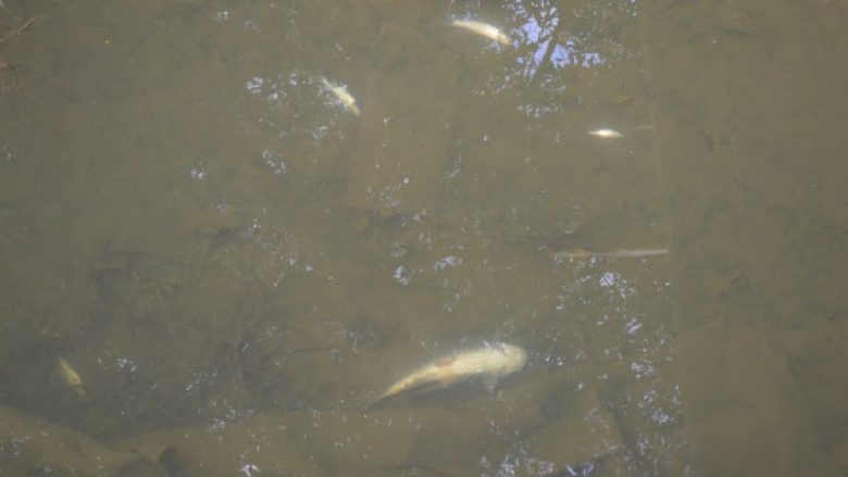 Analizat e MMPH: Peshqit në lumin Mirusha, nuk kanë ngordhur nga uji