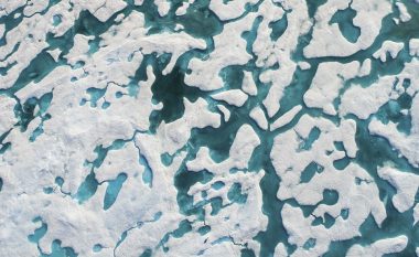 Ariu polar “ekspert” në kamuflim në shtresa të akullta (Foto/Video)